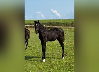 KWPN, Mare, 1 year, Black