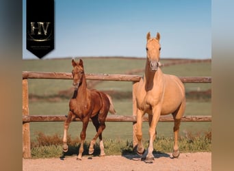 KWPN, Mare, 1 year, Chestnut