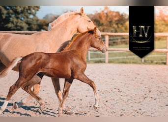 KWPN, Mare, 1 year, Chestnut