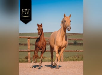 KWPN, Mare, 1 year, Chestnut