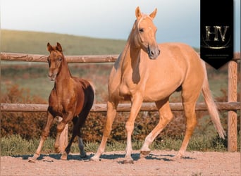 KWPN, Mare, 1 year, Chestnut