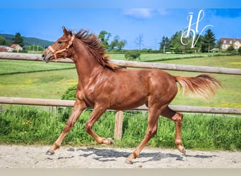 KWPN, Mare, 1 year, Chestnut