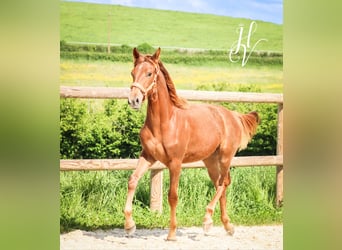 KWPN, Mare, 1 year, Chestnut