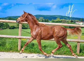 KWPN, Mare, 1 year, Chestnut