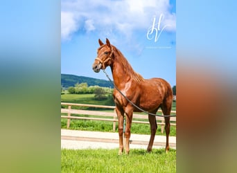 KWPN, Mare, 1 year, Chestnut