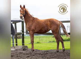 KWPN, Mare, 1 year, Chestnut-Red