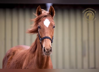 KWPN, Mare, 1 year, Chestnut-Red