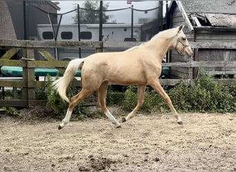 KWPN, Mare, 1 year, Palomino