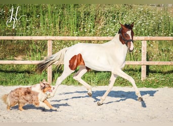 KWPN, Mare, 1 year, Tobiano-all-colors