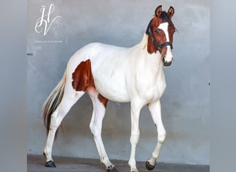 KWPN, Mare, 1 year, Tobiano-all-colors