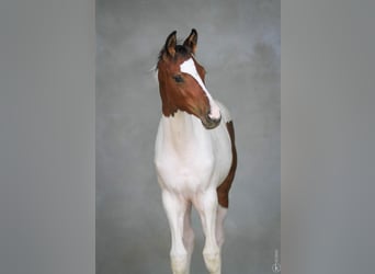 KWPN, Mare, 1 year, Tobiano-all-colors