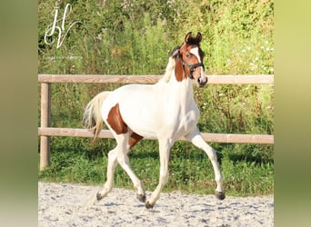 KWPN, Mare, 1 year, Tobiano-all-colors