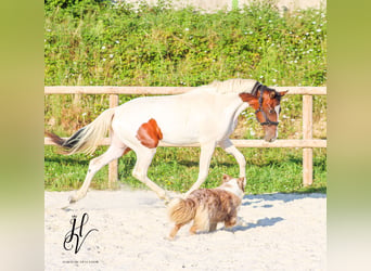 KWPN, Mare, 1 year, Tobiano-all-colors