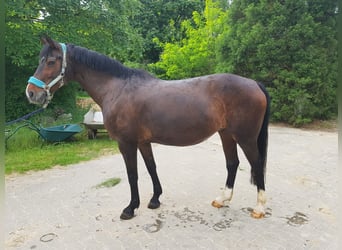 KWPN, Mare, 20 years, 16.1 hh, Brown