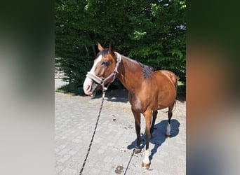 KWPN, Mare, 20 years, 16.1 hh, Brown