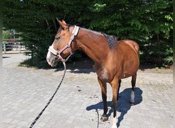 KWPN, Mare, 20 years, 16.1 hh, Brown