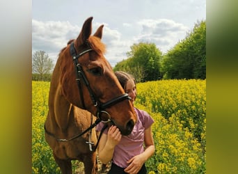 KWPN, Mare, 20 years, 16.1 hh, Chestnut