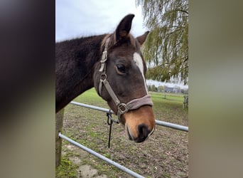 KWPN, Mare, 21 years, 15,3 hh, Bay-Dark