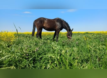 KWPN, Mare, 23 years, 16.1 hh, Brown