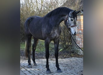 KWPN, Mare, 23 years, 16.1 hh, Grey-Dark-Tan