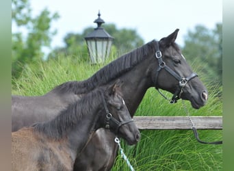 KWPN, Mare, 23 years, 16 hh, Black