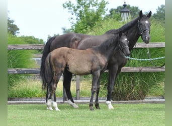 KWPN, Mare, 23 years, 16 hh, Black