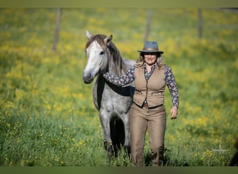 KWPN, Mare, 2 years, 14.3 hh, Grey