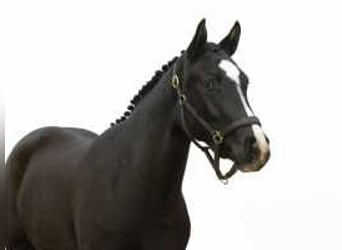 KWPN, Mare, 2 years, 15,1 hh, Bay-Dark