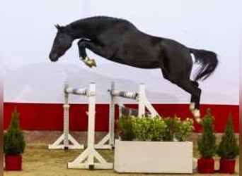 KWPN, Mare, 2 years, 15,1 hh, Bay-Dark