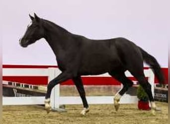 KWPN, Mare, 2 years, 15,1 hh, Bay-Dark