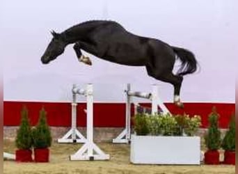 KWPN, Mare, 2 years, 15,1 hh, Bay-Dark