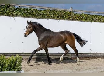 KWPN, Mare, 2 years, 15.1 hh, Brown