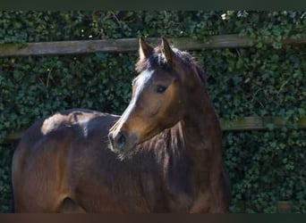 KWPN, Mare, 2 years, 15.1 hh, Brown
