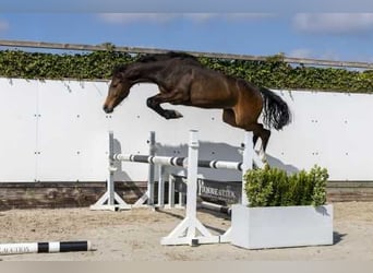 KWPN, Mare, 2 years, 15.1 hh, Brown
