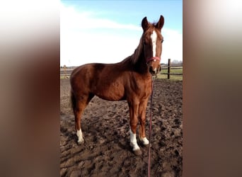 KWPN, Mare, 2 years, 15,1 hh, Chestnut-Red