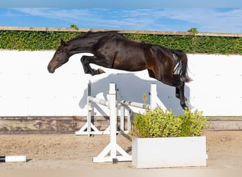 KWPN, Mare, 2 years, 15.2 hh, Bay-Dark
