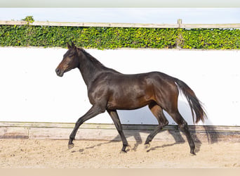 KWPN, Mare, 2 years, 15.2 hh, Bay-Dark