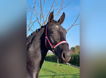 KWPN, Mare, 2 years, 15,2 hh, Black