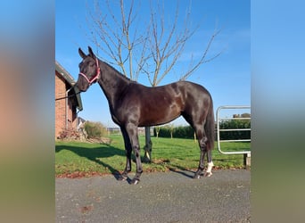 KWPN, Mare, 2 years, 15,2 hh, Black