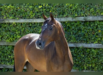 KWPN, Mare, 2 years, 15.2 hh, Brown