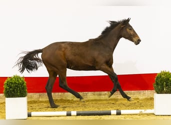 KWPN, Mare, 2 years, 15,2 hh, Brown