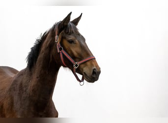 KWPN, Mare, 2 years, 15,2 hh, Brown