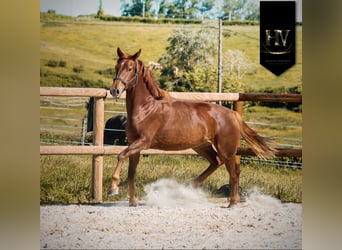 KWPN, Mare, 2 years, 15.2 hh, Chestnut