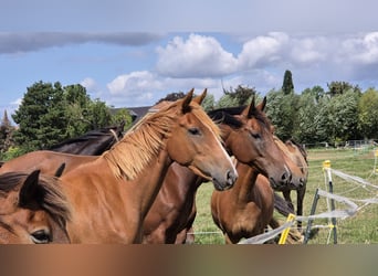 KWPN, Mare, 2 years, 15,2 hh, Chestnut-Red