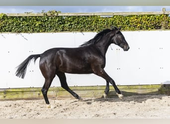 KWPN, Mare, 2 years, 15.2 hh, Smoky-Black