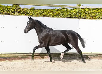 KWPN, Mare, 2 years, 15.2 hh, Smoky-Black