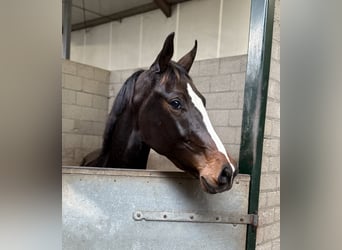 KWPN, Mare, 2 years, 15.3 hh, Bay-Dark