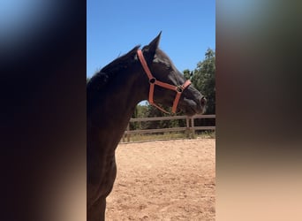 KWPN, Mare, 2 years, 15.3 hh, Black