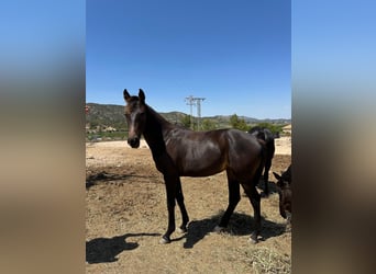 KWPN, Mare, 2 years, 15,2 hh, Bay-Dark