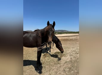 KWPN, Mare, 2 years, 15,2 hh, Bay-Dark
